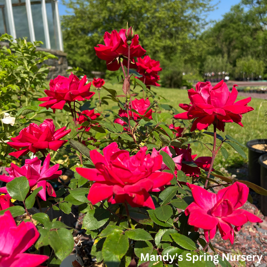 Red Double Knock Out Rose | Rosa