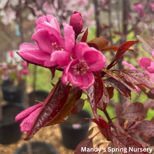 Gladiator Crabapple | Malus x adstringens 'Durleo'