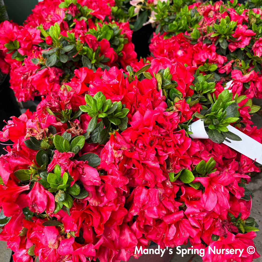Autumn Bonfire Encore Reblooming Azalea | Rhododendron 'Conleb