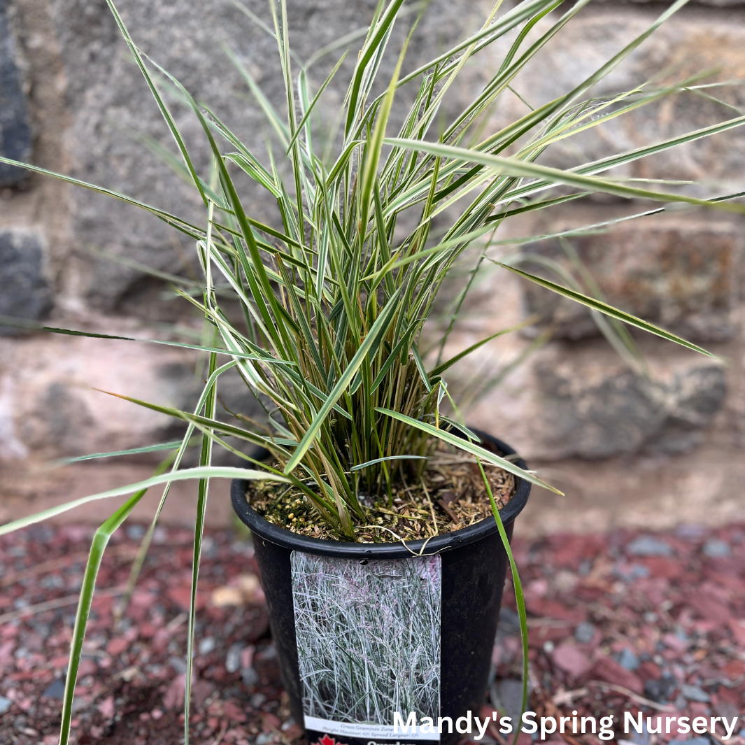 'Overdam' Variegated Feather Reed Grass | Calamagrostis acutiflora 'Overdam'