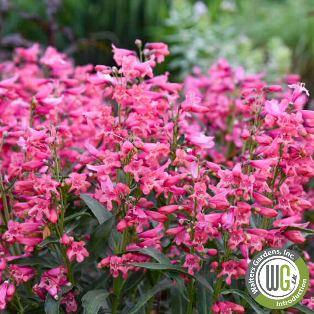 'Pink Pearls' Beardtongue | Penstemon