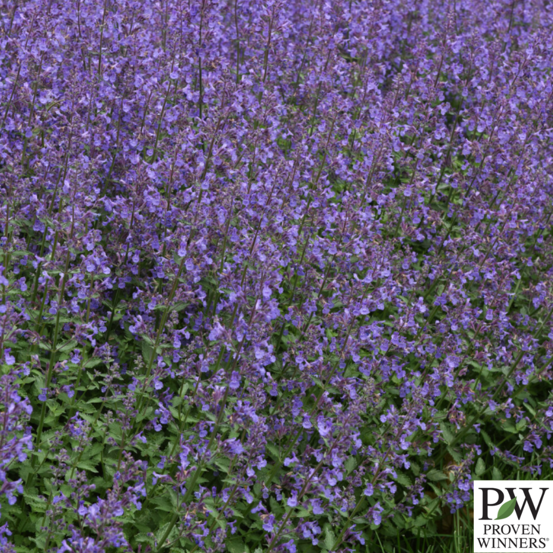 'Junior Walker' Catmint | Nepeta