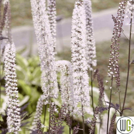 'Hillside Black Beauty' Bugbane | Actaea simplex