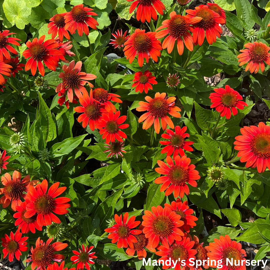 'Sombrero® Fiesta Orange' Coneflower | Echinacea