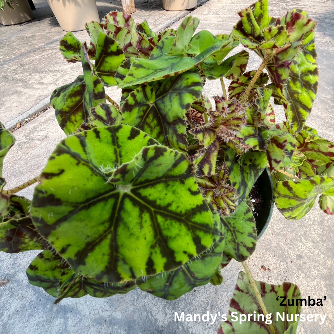 'Painted Leaf' Begonia - Rex begonia