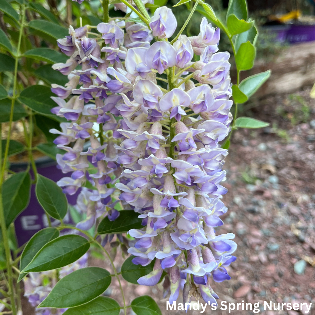 Summer Cascade Wisteria | Wisteria macrostachya 'Betty Matthews'