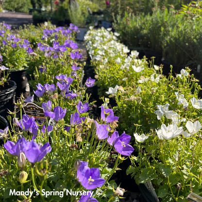 Sentimental White Balloon Flower | Platycodon grandiflorus