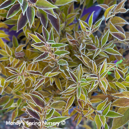 My Monet Purple Effect® Weigela | Weigela florida