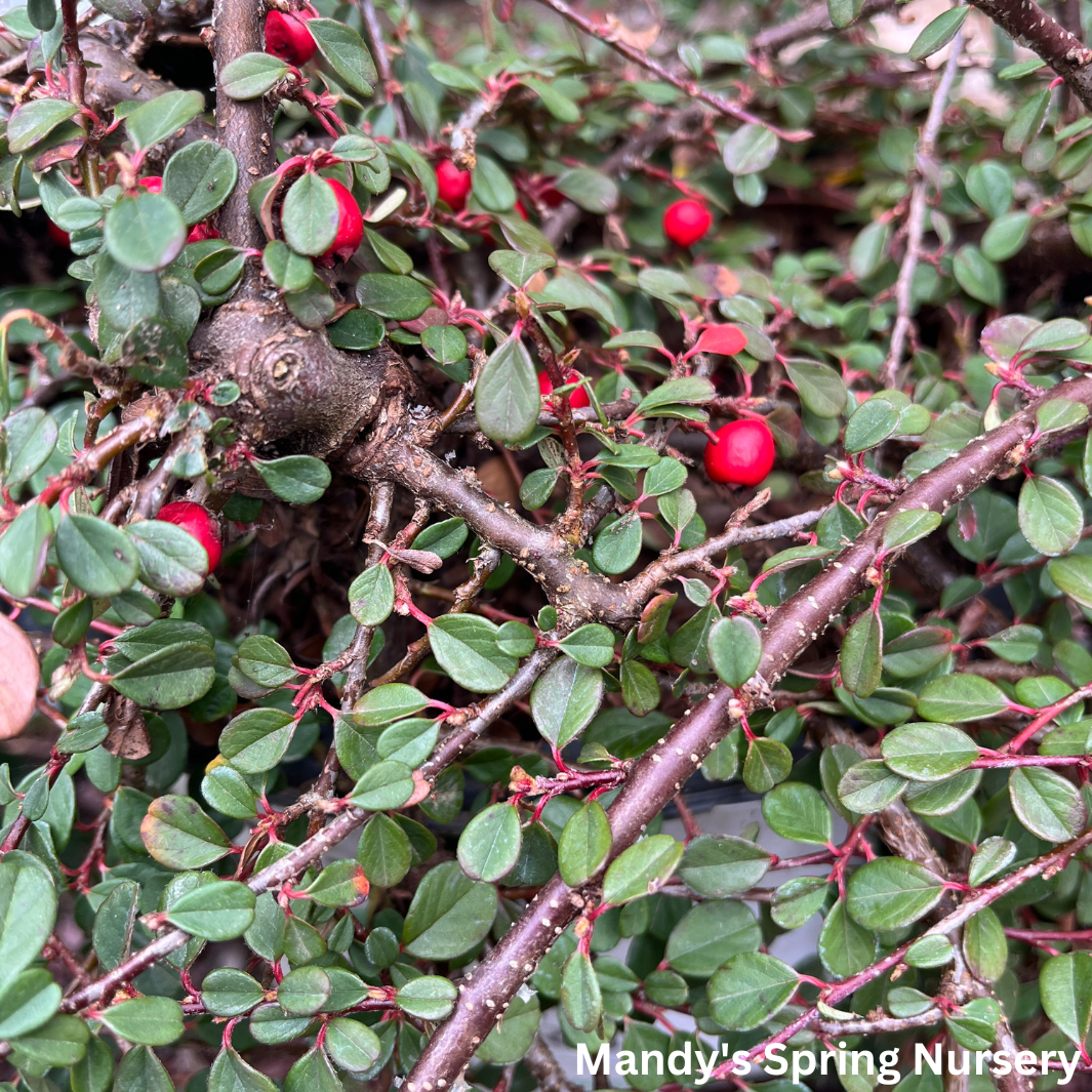 Little Dipper® Cotoneaster | Cotoneaster procumbens