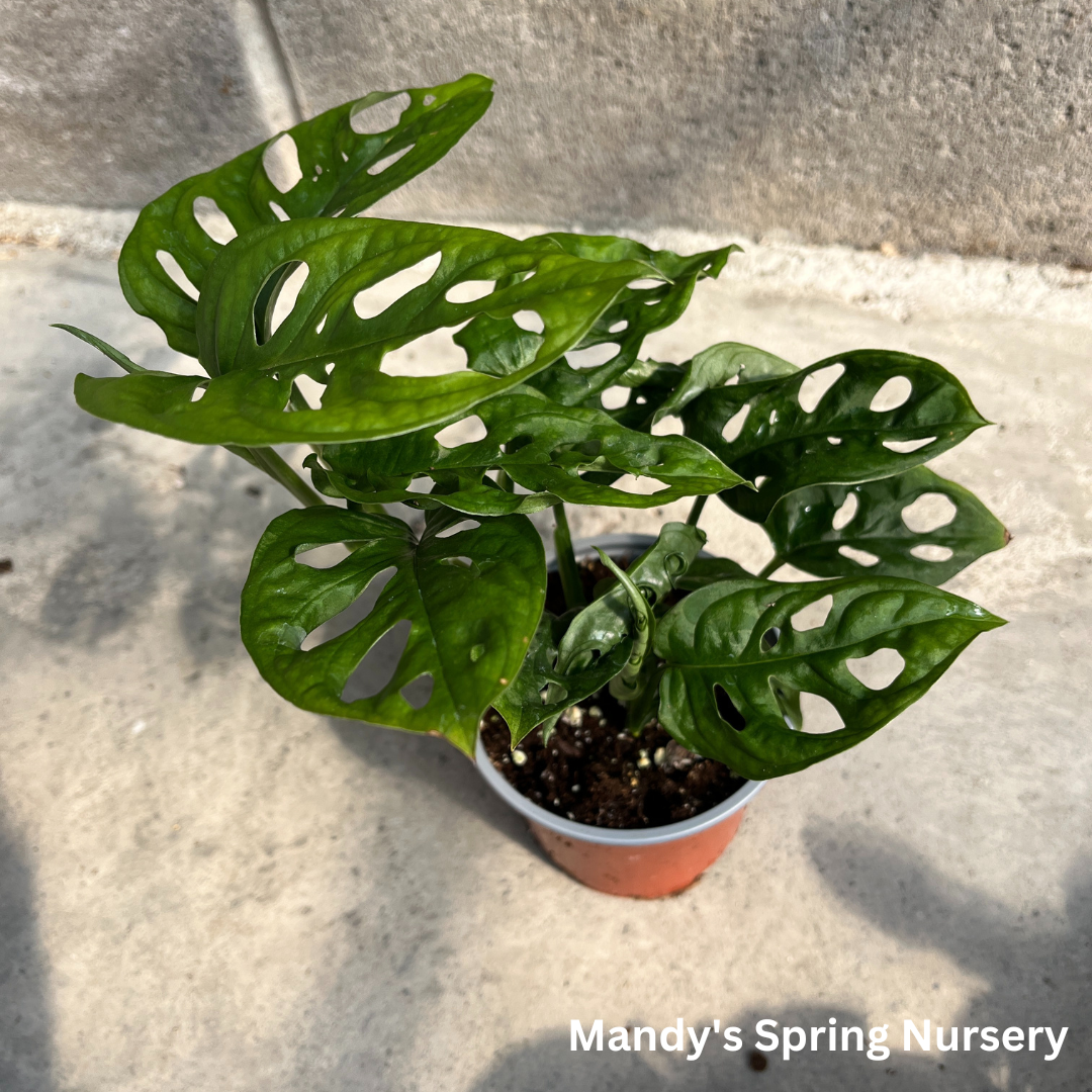 Swiss Cheese Plant | Monstera adansonii