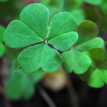 Garden Sprinkles - Good Luck Clover