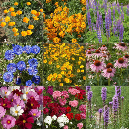 Garden Sprinkles | Butterfly Habitat Flower Garden | Spring