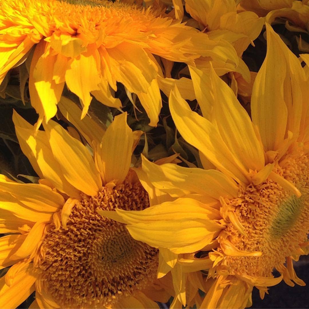 Scatter Garden | Van Gogh Sunflowers | Fall | Best Seller