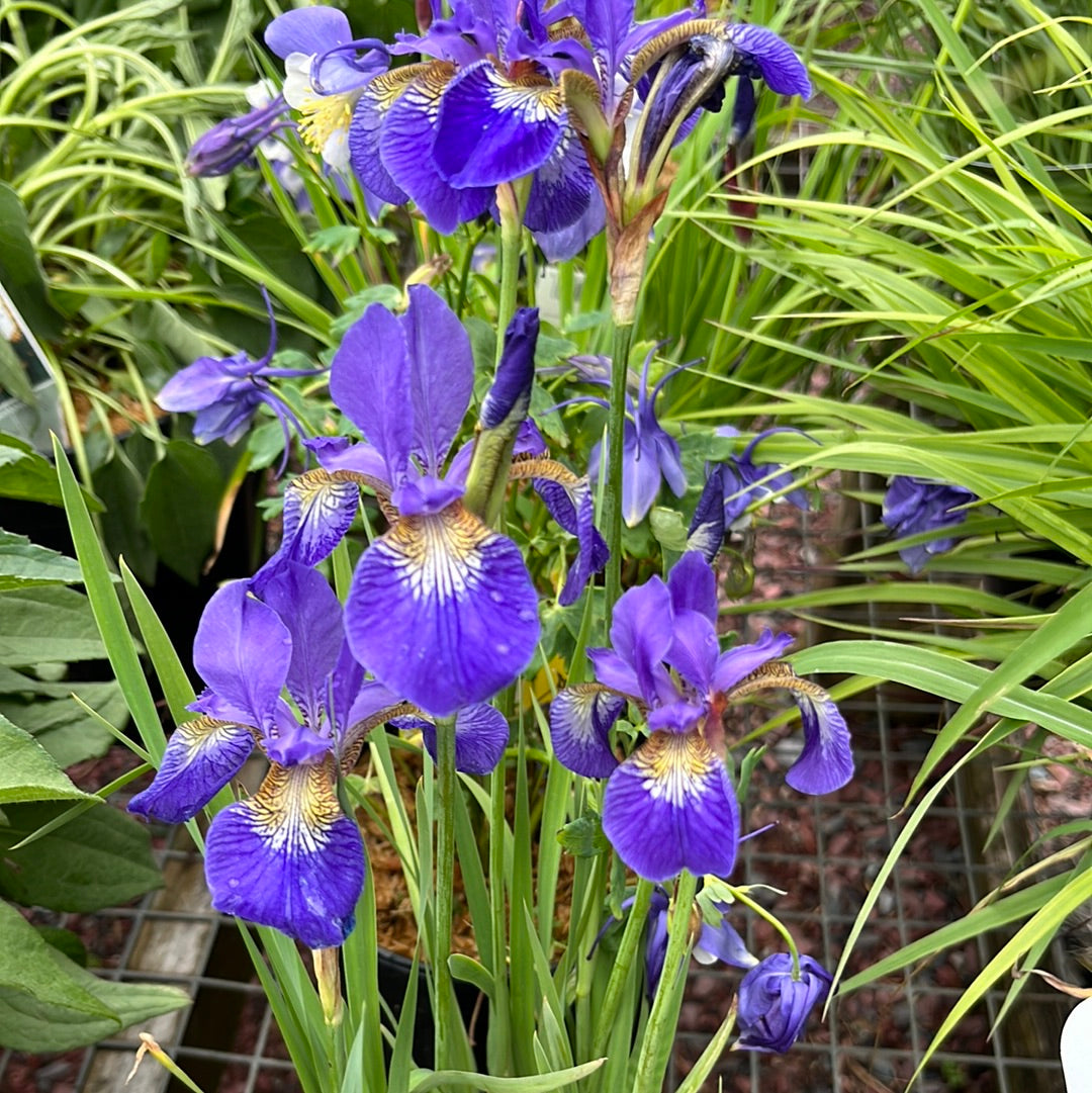 Caesar's Brother Siberian Iris | Iris siberica