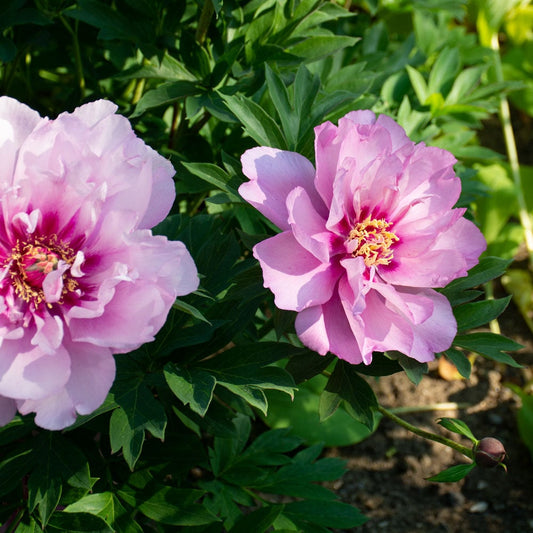 First Arrival Itoh Peony | Paeonia