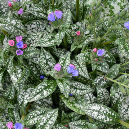 'Pink-a-Blue' Lungwort | Pulmonaria
