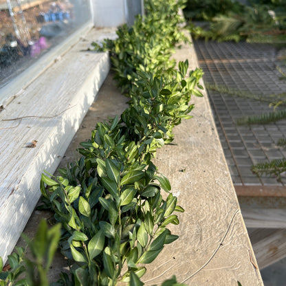 Boxwood Garland & Roping - Hypoallergenic (PRE-ORDER)