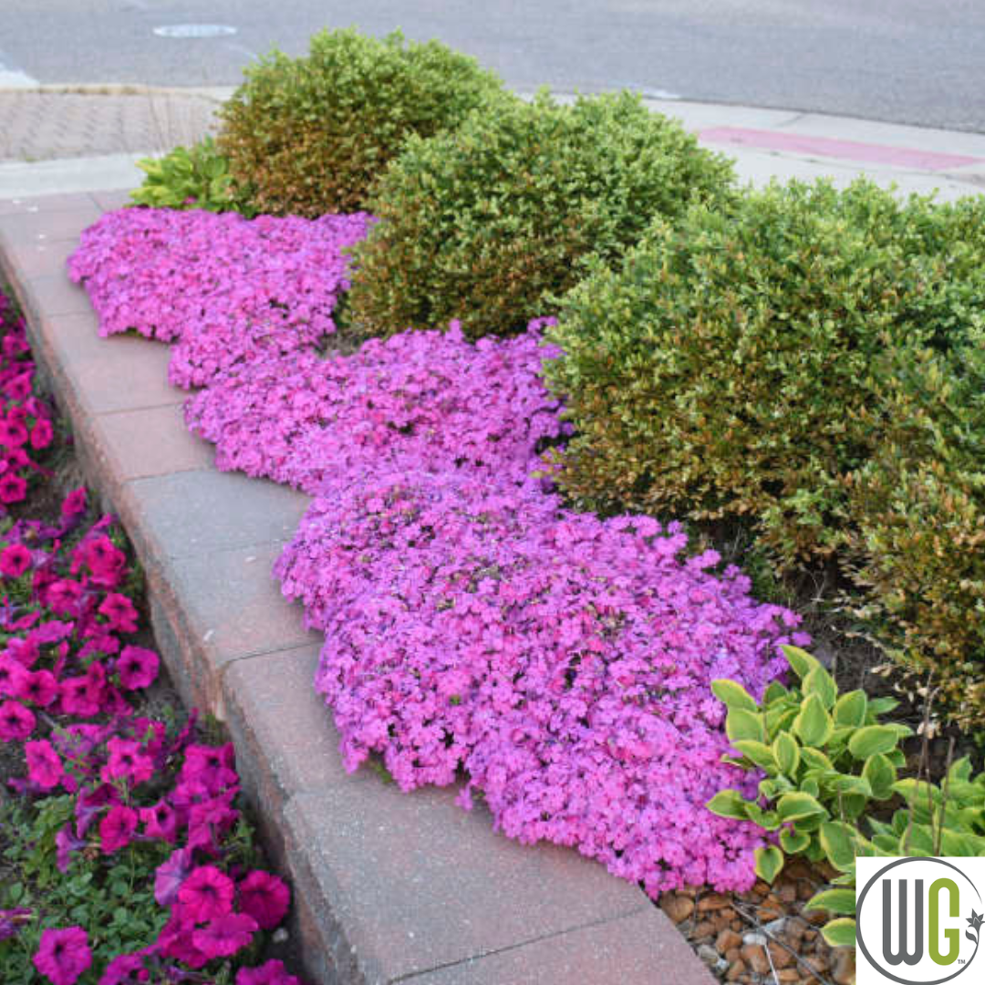 Drummond's Pink Creeping Phlox | Phlox subulata