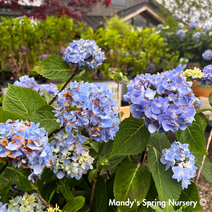 'Blue Enchantress®' Hydrangea | Hydrangea macrophylla
