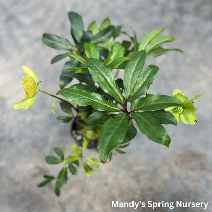 'Winterbells' Hellebore / Lenten Rose | Helleborus 'Winterbells'
