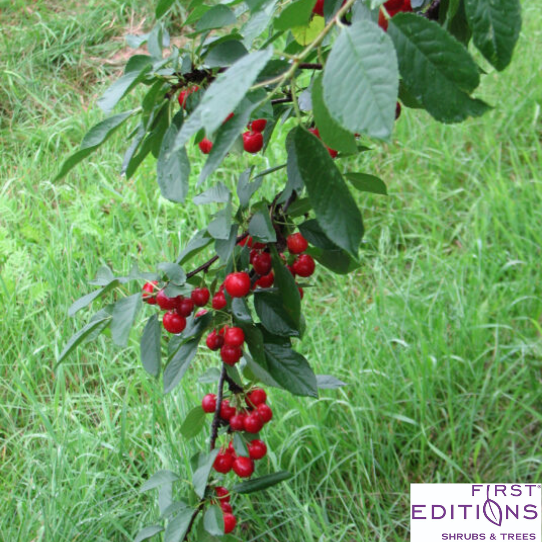 Sweet Cherry Pie Cherry Tree | Prunus cerasus 'Eubank'