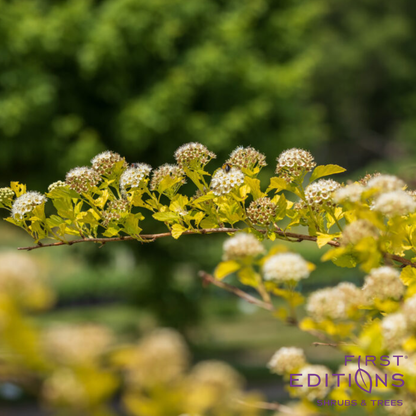 Honeycomb Ninebark | Physocarpus opulifolius 'ZLENora'