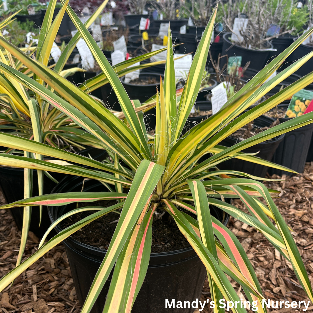 Color Guard Yucca | Yucca filamentosa