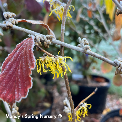 Witch Hazel | Hamamelis virginiana