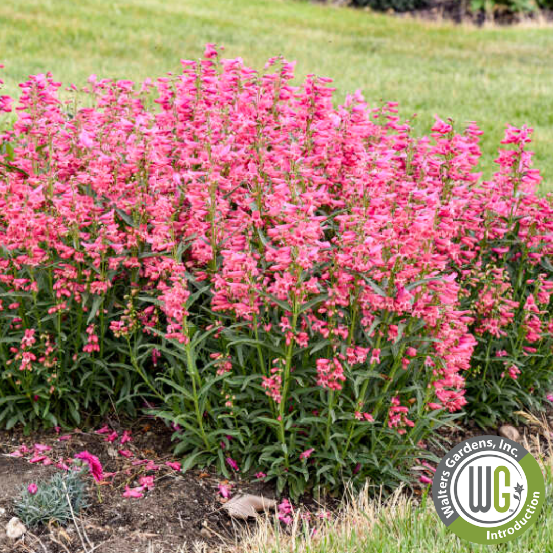 'Pink Pearls' Beardtongue | Penstemon