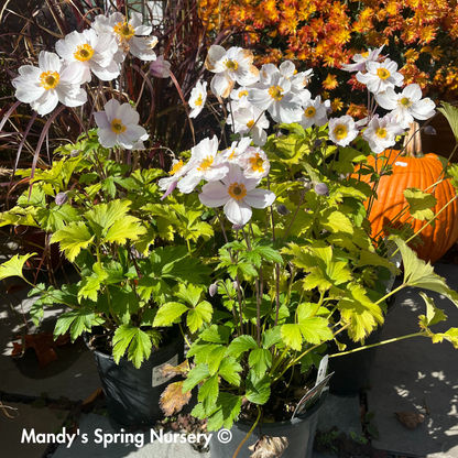'Elfin Swan' Anemone | Anemone Sylvestris