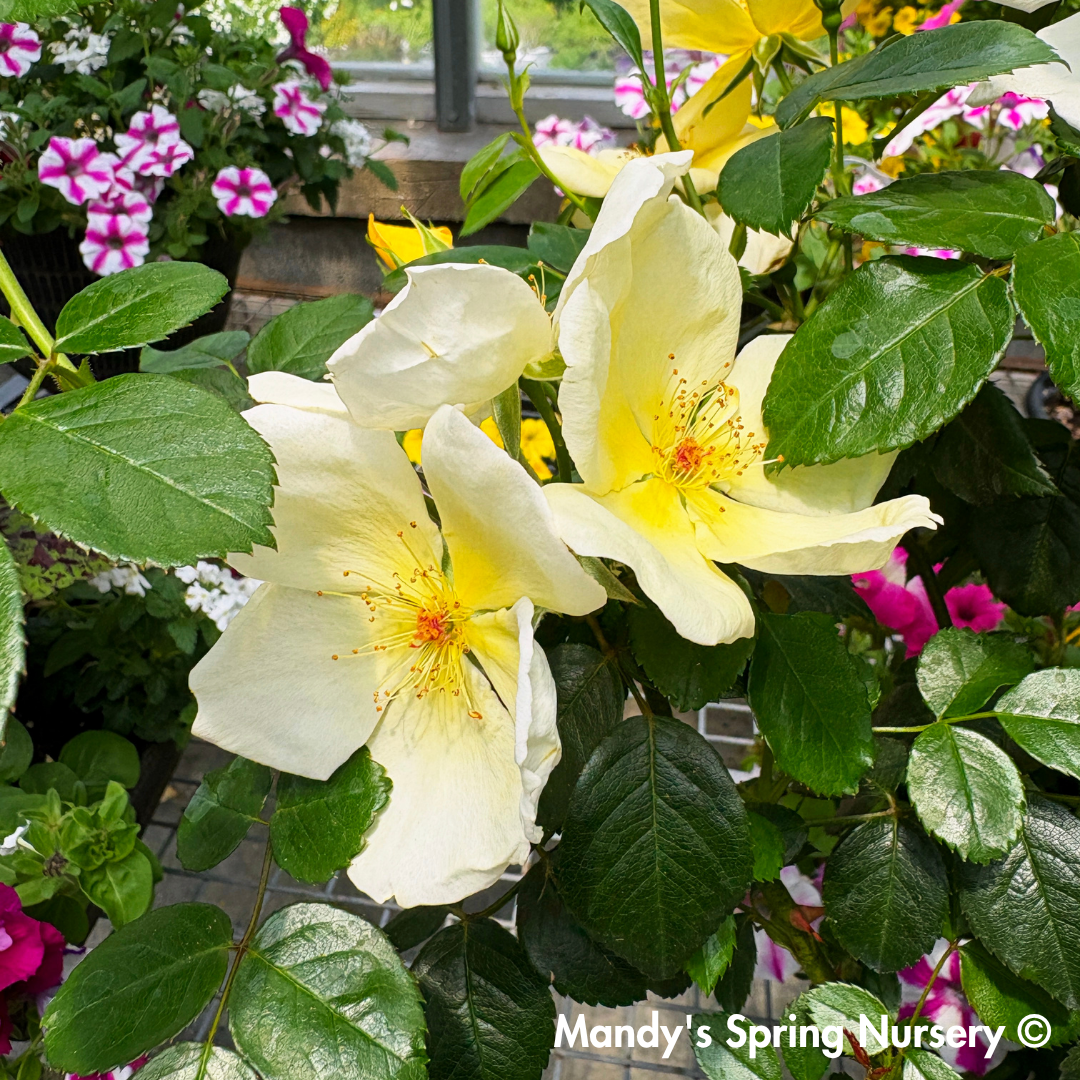 Easy Bee-zy Knock Out Rose Tree-Form | Rosa