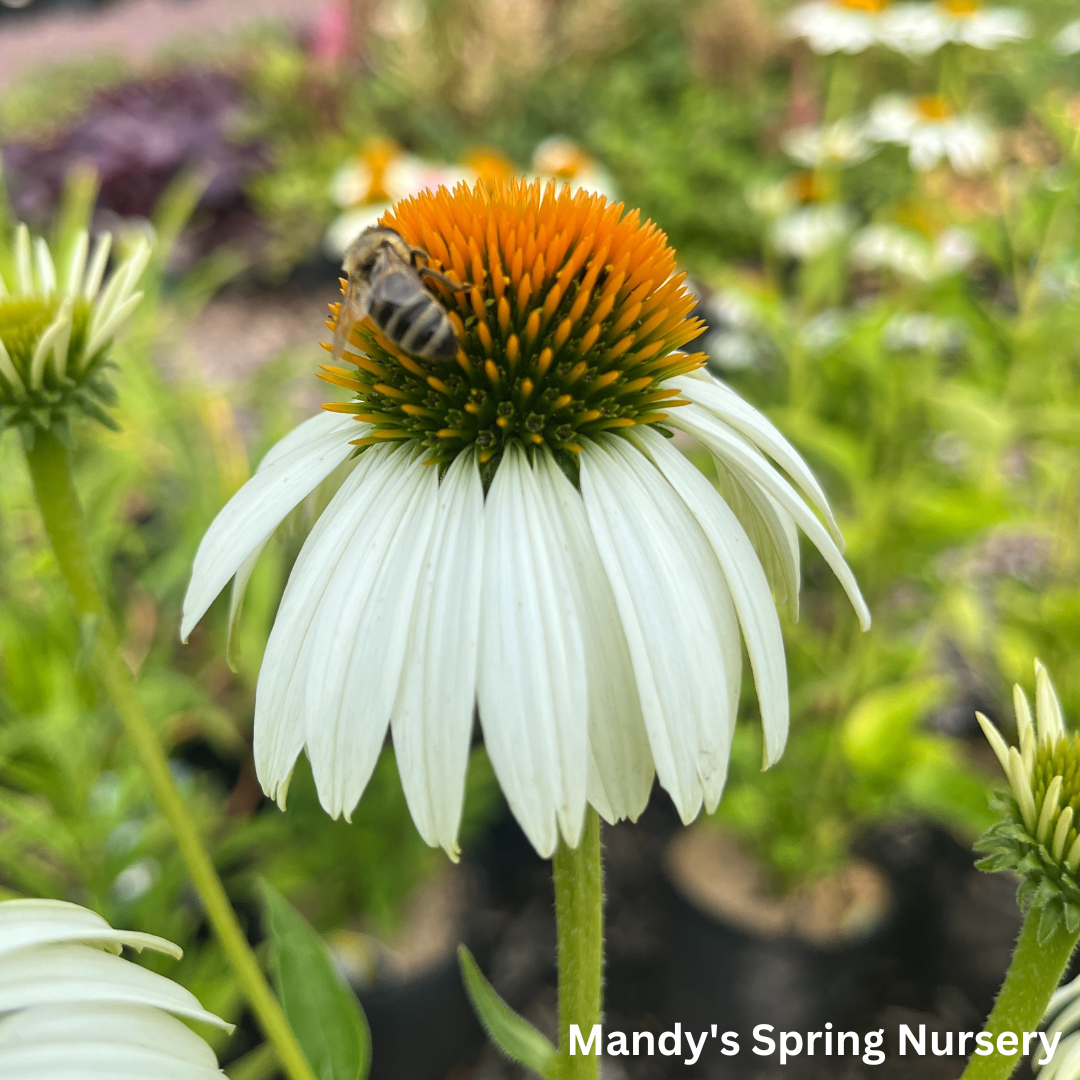 White Swan Coneflower | Echinacea 'White Swan'