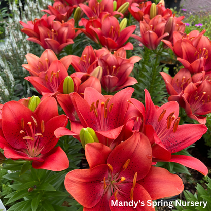 Summer Scarlet®' LA Hybrid Asiatic Lily | longiflorum x asiatic