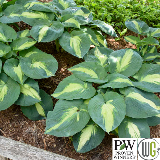 'Hudson Bay' Hosta