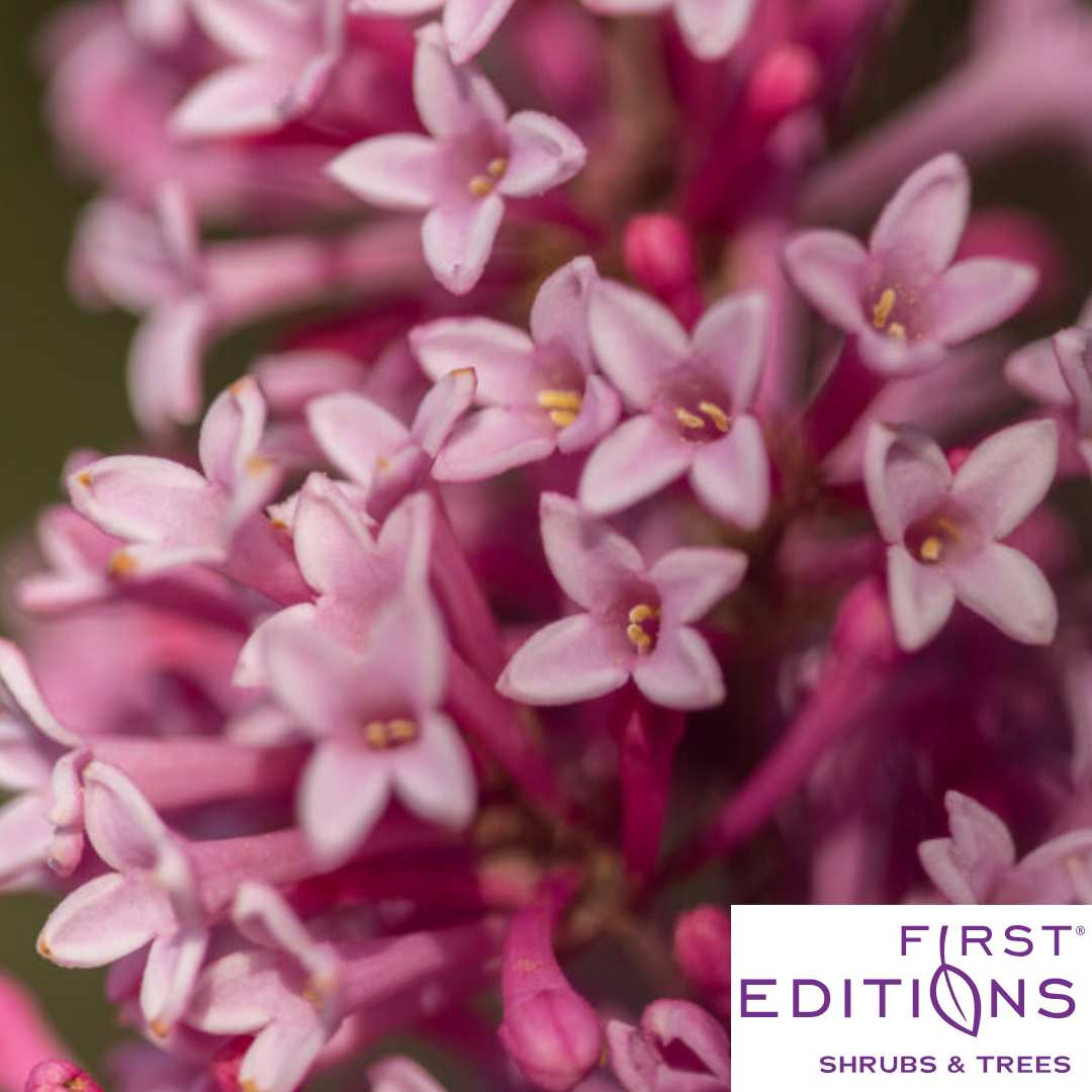 Pinktini™ Lilac | Syringa x prestoniae 'Jeftini'