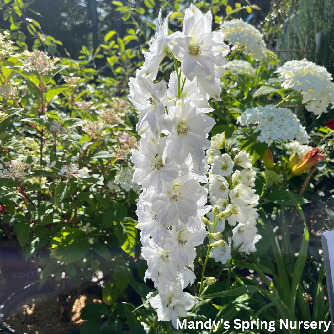 Delphinium 'Guardian White' | Delphinium elatum 'Guardian White'