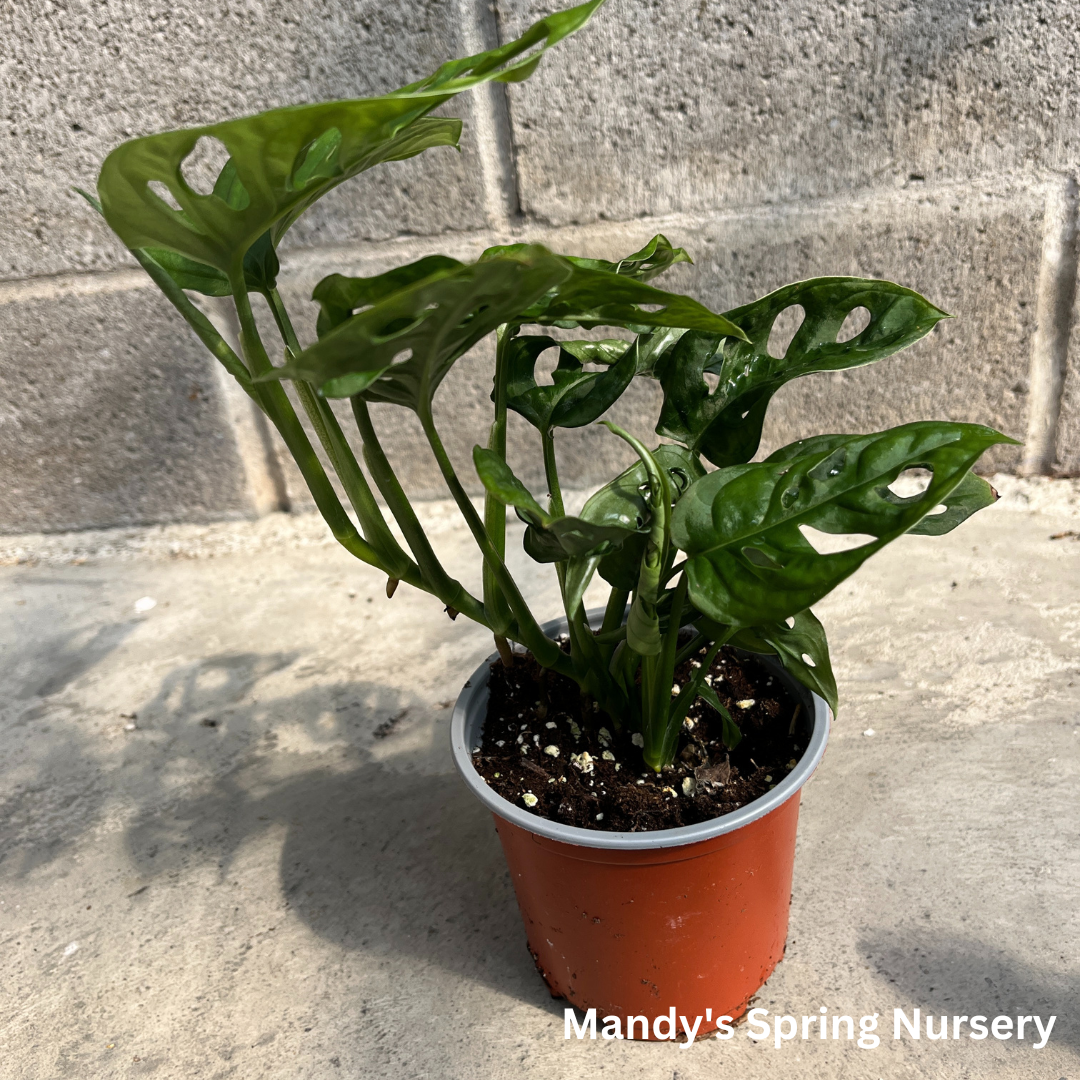 Swiss Cheese Plant | Monstera adansonii