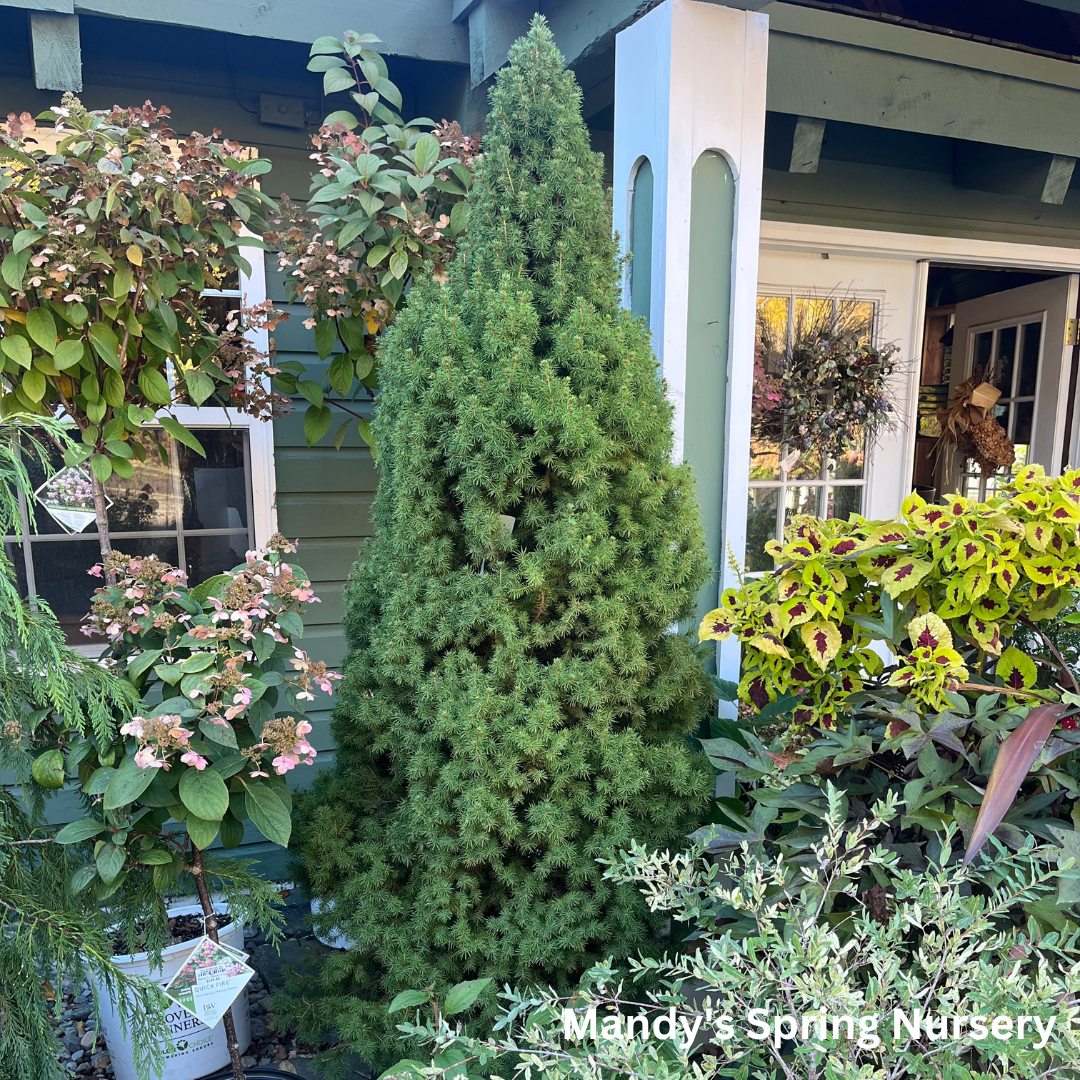 Dwarf Alberta Spruce | Picea glauca 'Conica'