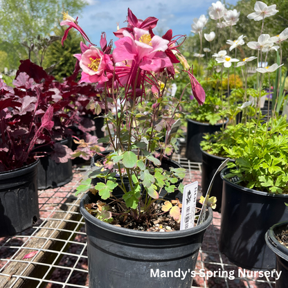 KIRIGAMI™ Mix Columbine | Aquilegia