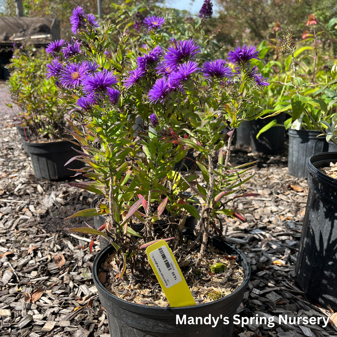 Grape Crush New England Aster | Aster novae-angliae