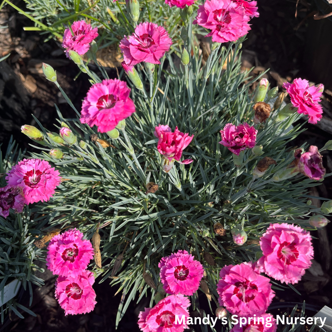 'Cute as a Button' Dianthus