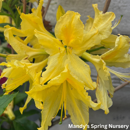 'Lemon Lights' Azalea