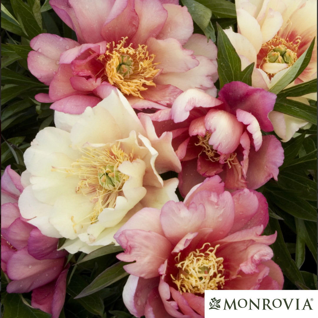 Julia Rose Itoh Peony | Paeonia