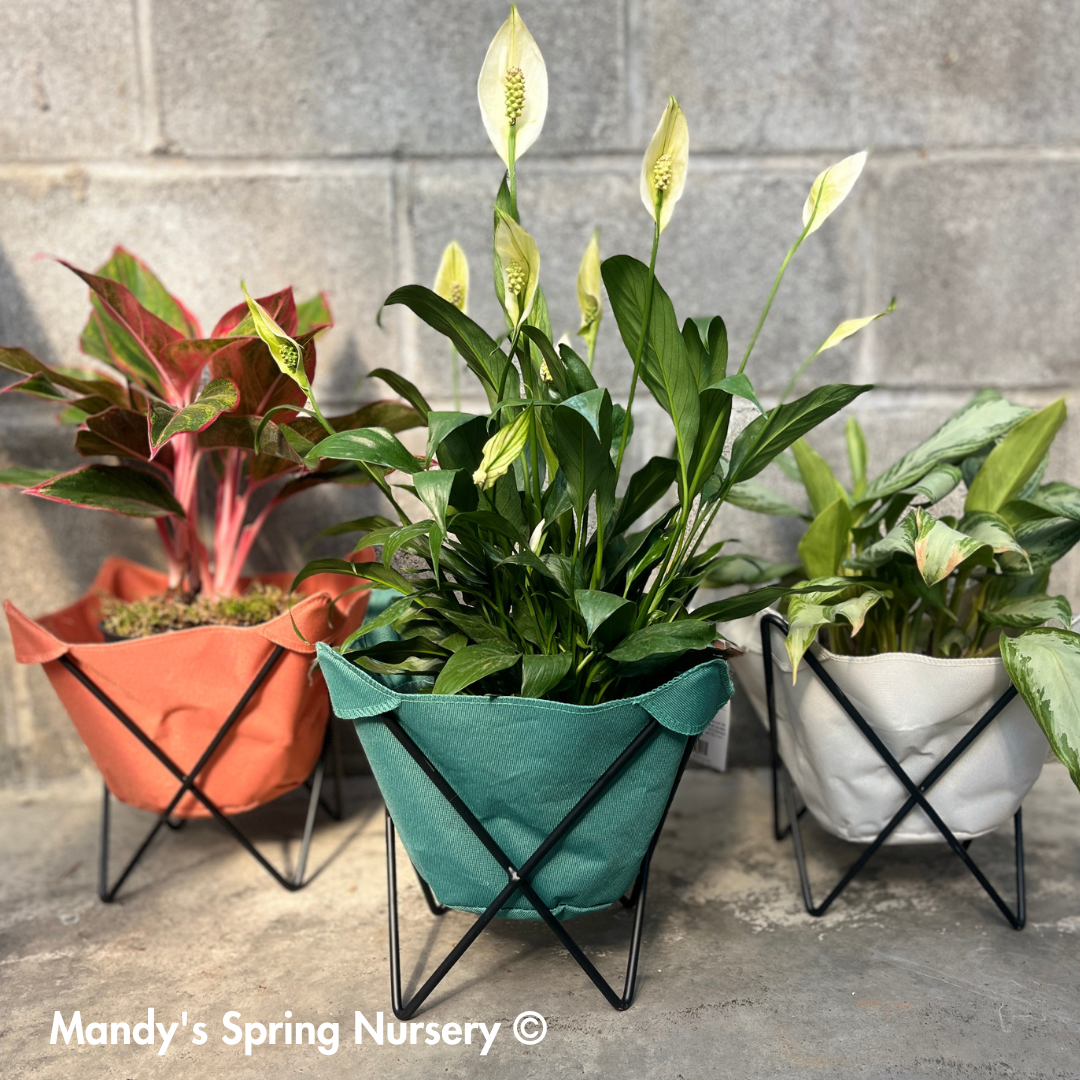 Butterfly Sling Planter