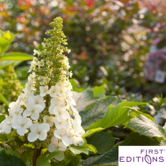 'Jetstream' Oakleaf Hydrangea | Hydrangea quercifolia