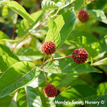 'Crimson Comet' Buttonbush | Cephalanthus occidentalis