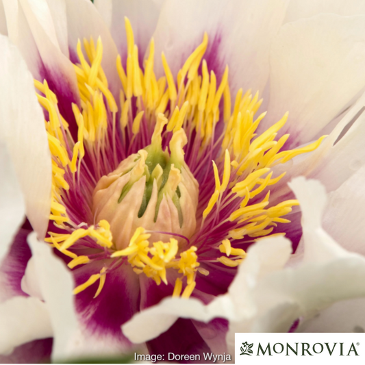 Cora Louise Itoh Peony | Paeonia