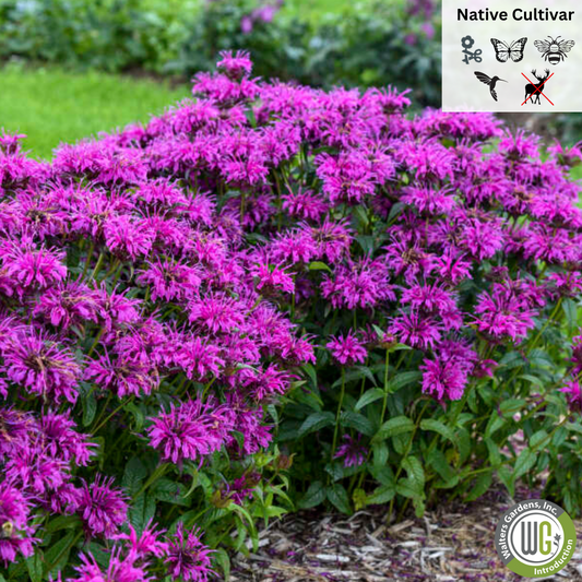 'Electric Neon Purple' Bee Balm | Monarda