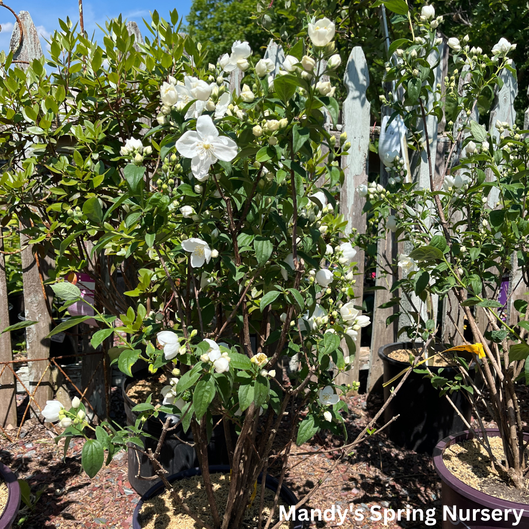 Snow White Mockorange | Philadelphus