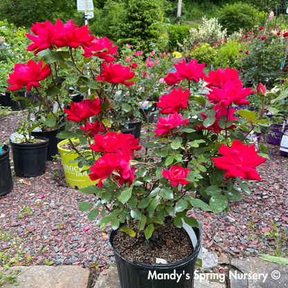 Red Double Knock Out Rose | Rosa